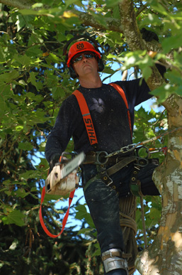 Don Somerville - Tree Topping